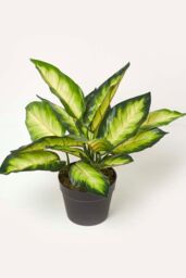 Homescapes Dieffenbachia Dumb Cane Plant in Pot, 50 cm Tall in Green - thumbnail 1
