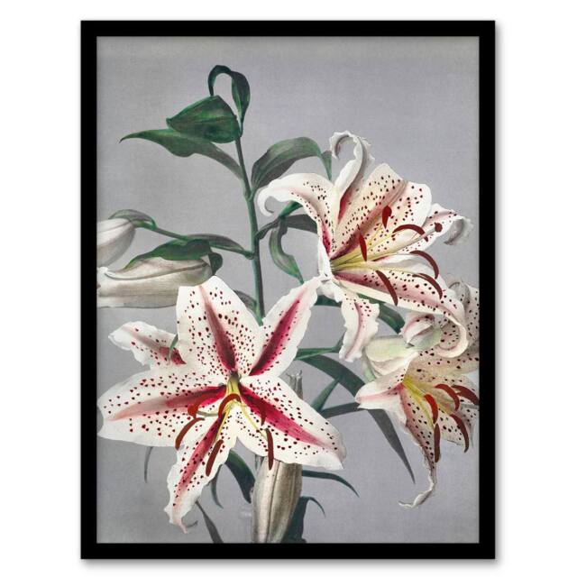 Artery8 White Pink Spotted Lily Flowers Vintage Framed Wall Art Print Kazumasa - Size: A4 - image 1