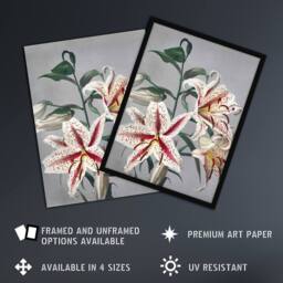 Artery8 White Pink Spotted Lily Flowers Vintage Framed Wall Art Print Kazumasa - Size: A4 - thumbnail 2