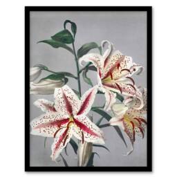 Artery8 White Pink Spotted Lily Flowers Vintage Framed Wall Art Print Kazumasa - Size: A4 - thumbnail 1