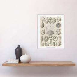 "Artery8 Thalamophora Vintage Marine Life Haeckel Wall Art Print Poster in Beige - Size: W24"" x H32""" - thumbnail 4