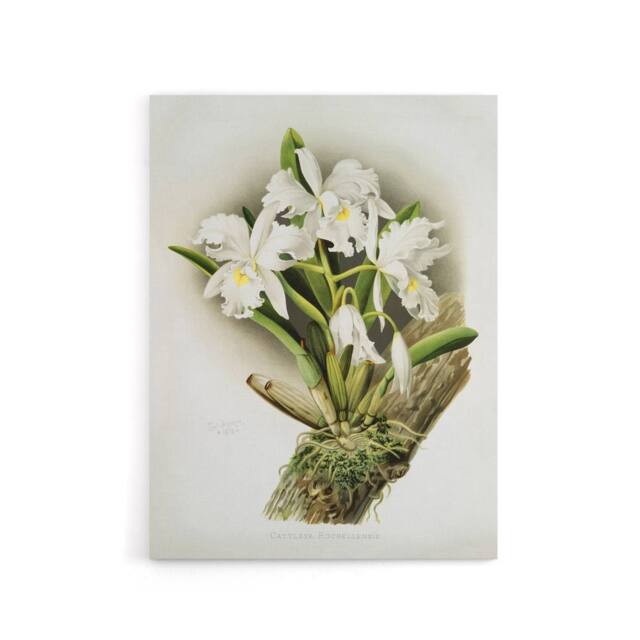 "Artery8 Frederick Sander Cattleya Rochellensis Orchid Flowers Canvas Art Print - Size: W12"" x H16""" - image 1