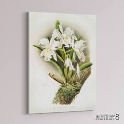 "Artery8 Frederick Sander Cattleya Rochellensis Orchid Flowers Canvas Art Print - Size: W12"" x H16""" - thumbnail 2