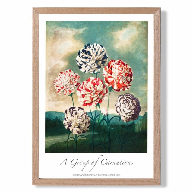 ARTZE Vintage Floral Exhibition - Carnation Flowers Framed Print SIZE: A2 with Oak Frame in Red - Size: A4 - image 1