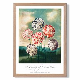 ARTZE Vintage Floral Exhibition - Carnation Flowers Framed Print SIZE: A2 with Oak Frame in Red - Size: A4