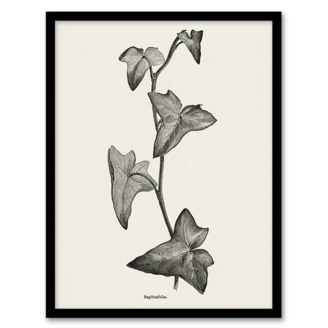 Artery8 Vintage Botanical Sagittifolia Ivy Hibberd Framed Wall Art Print in White - Size: A4 - image 1