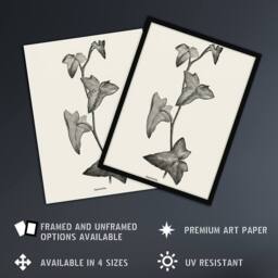 Artery8 Vintage Botanical Sagittifolia Ivy Hibberd Framed Wall Art Print in White - Size: A4 - thumbnail 2