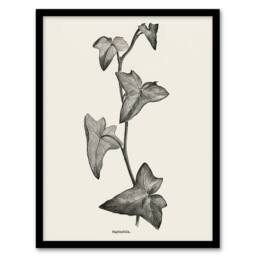 Artery8 Vintage Botanical Sagittifolia Ivy Hibberd Framed Wall Art Print in White - Size: A4 - thumbnail 1