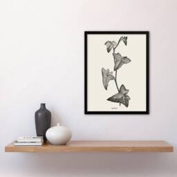 Artery8 Vintage Botanical Sagittifolia Ivy Hibberd Framed Wall Art Print in White - Size: A4 - thumbnail 4