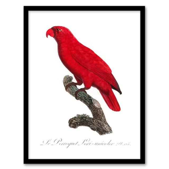 Artery8 Francois Levaillant Framed Wall Art Print The Cardinal Lory Parrot in White - Size: A4 - image 1