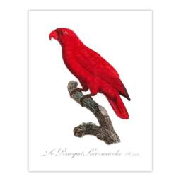 Artery8 Francois Levaillant Framed Wall Art Print The Cardinal Lory Parrot in White - Size: A4 - thumbnail 3
