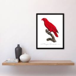 Artery8 Francois Levaillant Framed Wall Art Print The Cardinal Lory Parrot in White - Size: A4 - thumbnail 2
