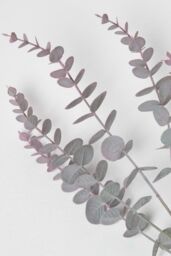 Homescapes Eucalyptus Spray Set of 3 Stem 71cm in Green - thumbnail 3