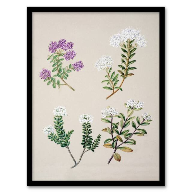 Artery8 Sarah Featon Framed Wall Art New Zealand Four Veronica Flowering Plants in Beige - Size: A4 - image 1