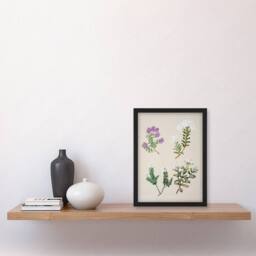 Artery8 Sarah Featon Framed Wall Art New Zealand Four Veronica Flowering Plants in Beige - Size: A4 - thumbnail 2