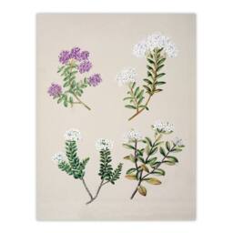 Artery8 Sarah Featon Framed Wall Art New Zealand Four Veronica Flowering Plants in Beige - Size: A4 - thumbnail 3