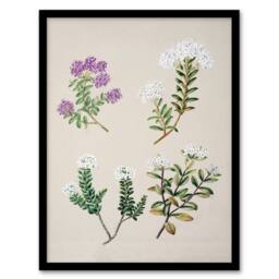 Artery8 Sarah Featon Framed Wall Art New Zealand Four Veronica Flowering Plants in Beige - Size: A4 - thumbnail 1
