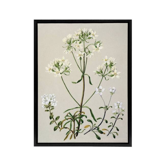 "Artery8 New Zealand White Gentiana Flowers Featon Framed Canvas Wall Art Print in Beige - Size: W18"" x H24""" - image 1