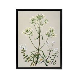 "Artery8 New Zealand White Gentiana Flowers Featon Framed Canvas Wall Art Print in Beige - Size: W18"" x H24""" - thumbnail 1