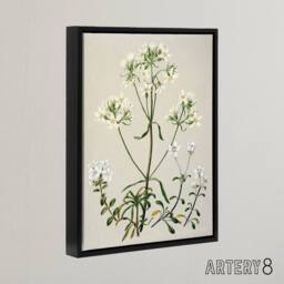 "Artery8 New Zealand White Gentiana Flowers Featon Framed Canvas Wall Art Print in Beige - Size: W18"" x H24""" - thumbnail 2