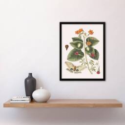 Artery8 Great Moth Tievine & Geiger Tree Flowers Catesby Framed Wall Art - Size: A4 - thumbnail 2