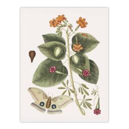 Artery8 Great Moth Tievine & Geiger Tree Flowers Catesby Framed Wall Art - Size: A4 - thumbnail 3