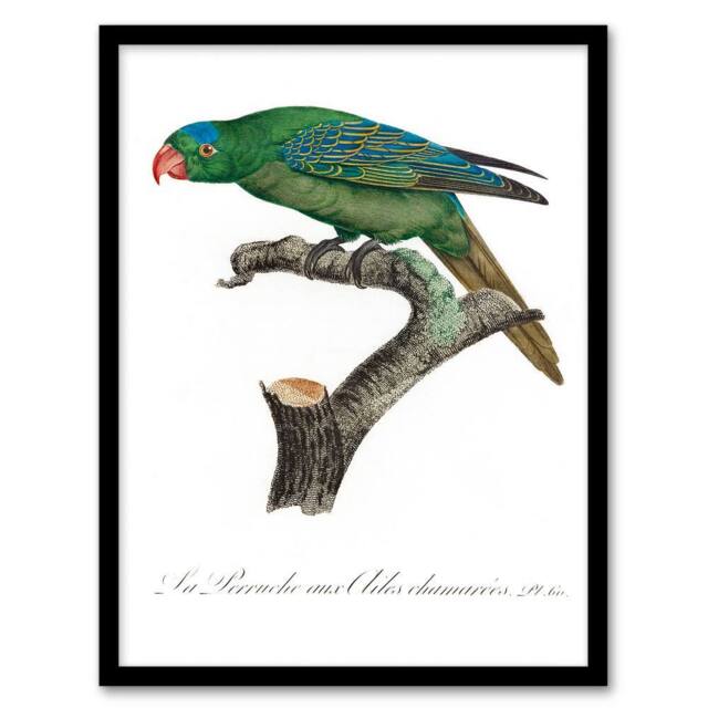 Artery8 Francois Levaillant Framed Wall Art Print The Blue Naped Parrot in White - Size: A4 - image 1