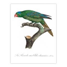 Artery8 Francois Levaillant Framed Wall Art Print The Blue Naped Parrot in White - Size: A4 - thumbnail 3