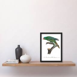Artery8 Francois Levaillant Framed Wall Art Print The Blue Naped Parrot in White - Size: A4 - thumbnail 2