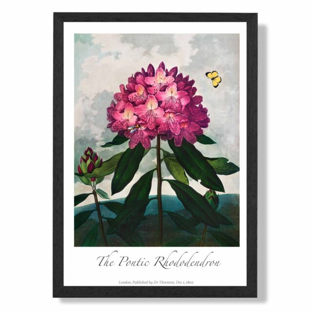 ARTZE Vintage Floral Exhibition - Rhododendron Flower Framed Print SIZE: A4 with Black Frame in Pink - image 1