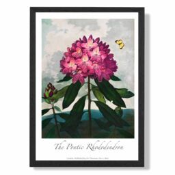 ARTZE Vintage Floral Exhibition - Rhododendron Flower Framed Print SIZE: A4 with Black Frame in Pink - thumbnail 1