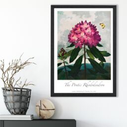 ARTZE Vintage Floral Exhibition - Rhododendron Flower Framed Print SIZE: A4 with Black Frame in Pink - thumbnail 2