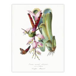 "Artery8 Paul Gervais Hummingbird Butterfly & Flower Wall Art Print in White - Size: W12"" x H16""" - thumbnail 1