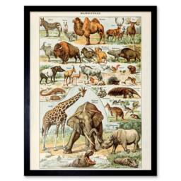 "Artery8 Millot Encyclopedia Page Mammals Camel Giraffe 12x16"" Framed Art Print - Size: W12"" x H16""" - thumbnail 1