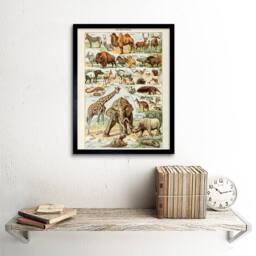 "Artery8 Millot Encyclopedia Page Mammals Camel Giraffe 12x16"" Framed Art Print - Size: W12"" x H16""" - thumbnail 2
