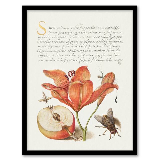 Artery8 Model Book of Calligraphy Framed Wall Art Insects Orange Lily & Apple in White - Size: A4 - image 1