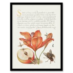 Artery8 Model Book of Calligraphy Framed Wall Art Insects Orange Lily & Apple in White - Size: A4 - thumbnail 1