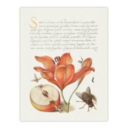 Artery8 Model Book of Calligraphy Framed Wall Art Insects Orange Lily & Apple in White - Size: A4 - thumbnail 3