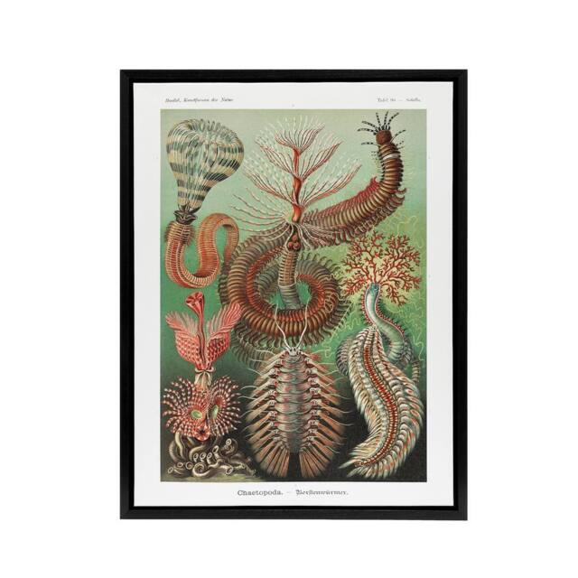 "Artery8 Chaetopoda Marine Worms Haeckel Botanical Black Framed Canvas Wall Art - Size: W12"" x H16""" - image 1