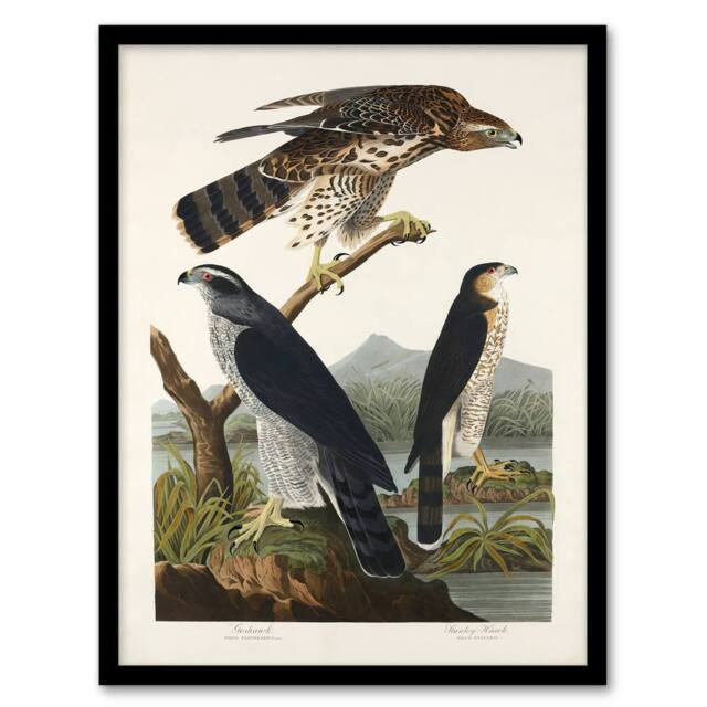 Artery8 John James Audubon Framed Wall Art Print Goshawk & Stanley Hawk in White - Size: A4 - image 1