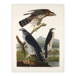 Artery8 John James Audubon Framed Wall Art Print Goshawk & Stanley Hawk in White - Size: A4 - thumbnail 3