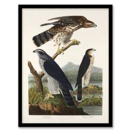 Artery8 John James Audubon Framed Wall Art Print Goshawk & Stanley Hawk in White - Size: A4 - thumbnail 1