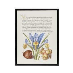 "Artery8 Iris Flower & Hazelnut Calligraphy Framed Canvas Wall Art Print in White - Size: W12"" x H16""" - thumbnail 1