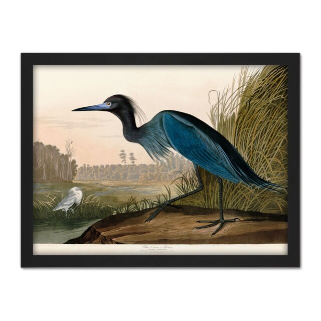 "Artery8 Wall Art Print Audubon Birds America Blue Crane Large Framed Wall Décor Art in Black - Size: W18"" x H24""" - image 1
