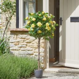 mysmartbuy Artificial Regents Rose Tree in Pot - Home or Garden Faux Potted Plant in Yellow - thumbnail 1