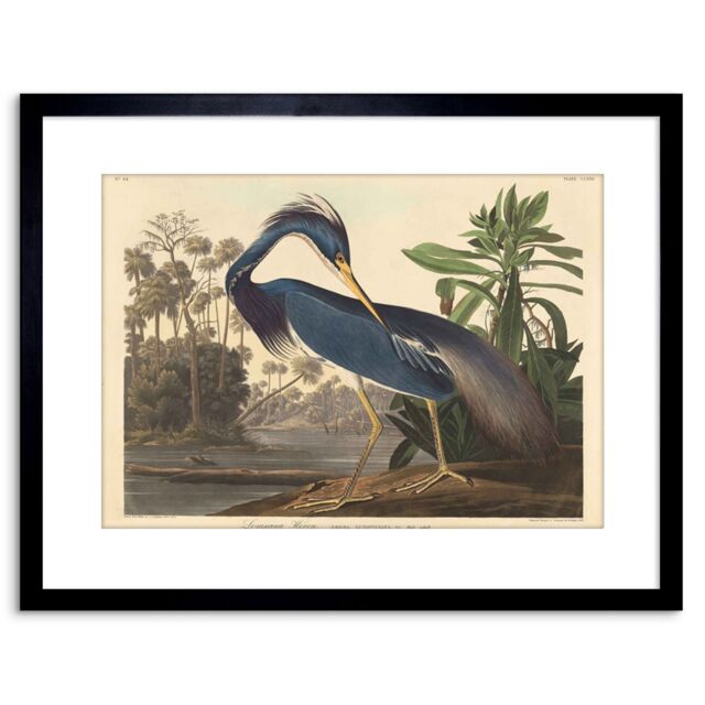 "Artery8 Wall Art Print Painting Bird Audubon Louisiana Heron Artwork Framed 9X7 Inch in Black - Size: W7"" x H9""" - image 1