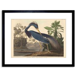 "Artery8 Wall Art Print Painting Bird Audubon Louisiana Heron Artwork Framed 9X7 Inch in Black - Size: W7"" x H9""" - thumbnail 1