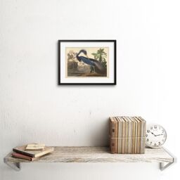 "Artery8 Wall Art Print Painting Bird Audubon Louisiana Heron Artwork Framed 9X7 Inch in Black - Size: W7"" x H9""" - thumbnail 2