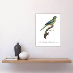 "Artery8 Turquoise Ground Parakeet Levaillant Wall Art Poster Print in White - Size: W24"" x H32""" - thumbnail 4