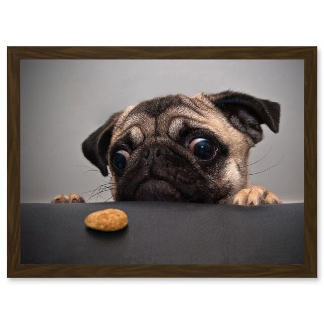 Artery8 Animal Photo Pug Dog Treat Food Eyes Cute Artwork Framed Wall Art Print A4 in Brown - image 1